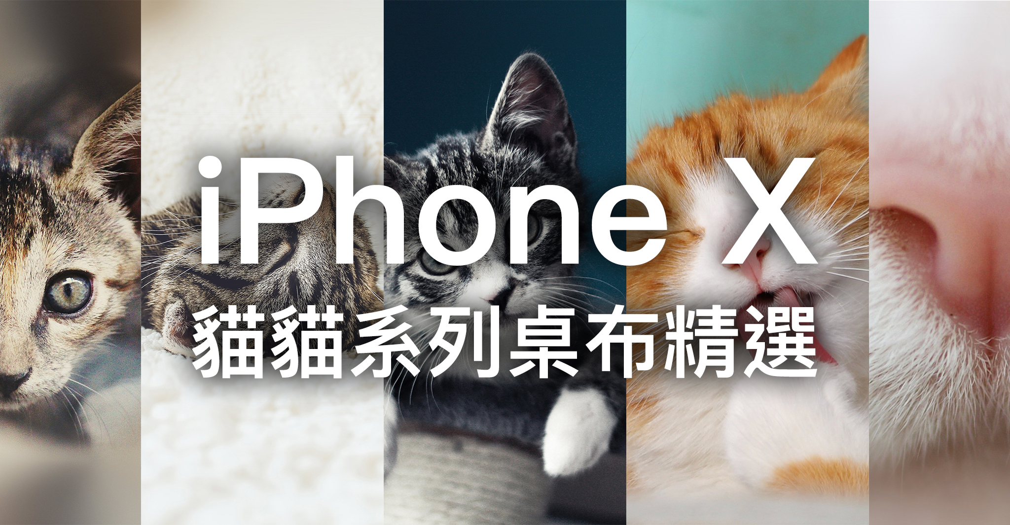 iPhone X 桌布下載、iPhone 桌布下載、貓、貓桌布 19