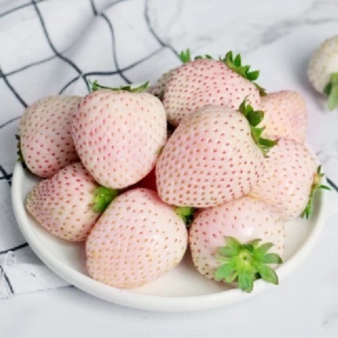 momo購物網【光合果物】產地直送大湖夢幻白草莓，24顆入12／1-12／10優惠價699元