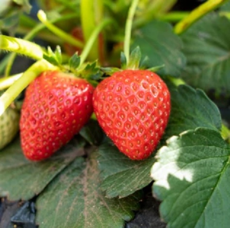 momo購物網【光合果物】產地直送苗栗大湖香水草莓，28-32顆2盒組優惠價599元